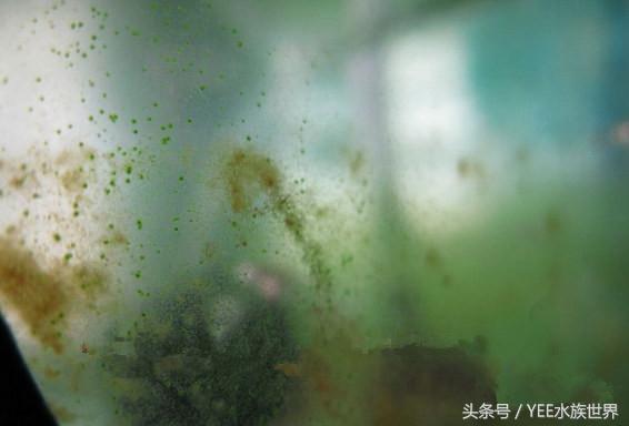 鱼缸除藻最佳方法，鱼缸怎么除藻更好（大大小小的十缸鱼证明了清道夫鱼可以除藻）