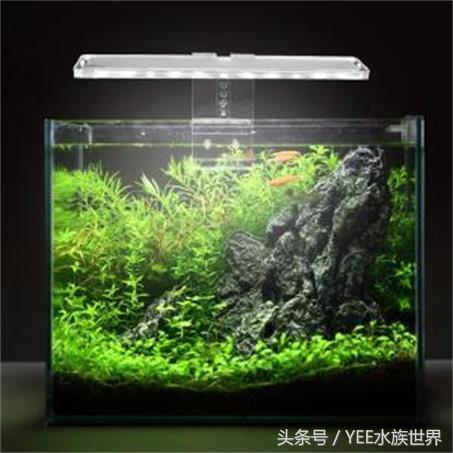 鱼缸除藻最佳方法，鱼缸怎么除藻更好（大大小小的十缸鱼证明了清道夫鱼可以除藻）