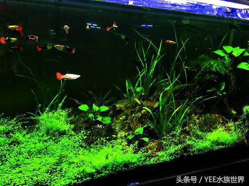 鱼缸除藻最佳方法，鱼缸怎么除藻更好（大大小小的十缸鱼证明了清道夫鱼可以除藻）