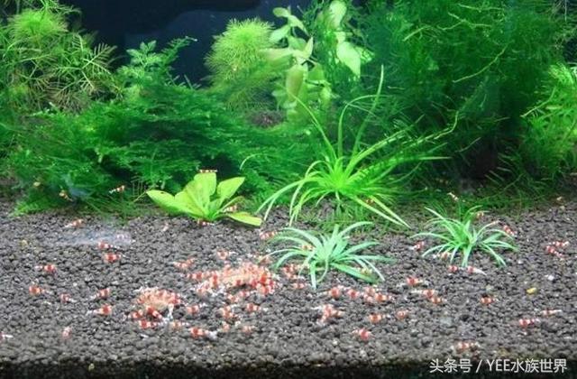 鱼缸除藻最佳方法，鱼缸怎么除藻更好（大大小小的十缸鱼证明了清道夫鱼可以除藻）