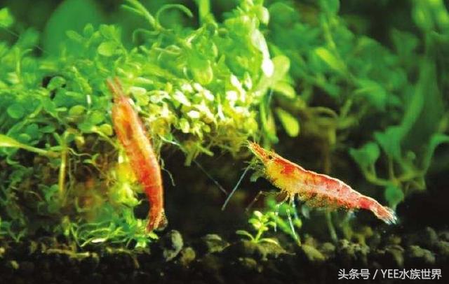鱼缸除藻最佳方法，鱼缸怎么除藻更好（大大小小的十缸鱼证明了清道夫鱼可以除藻）