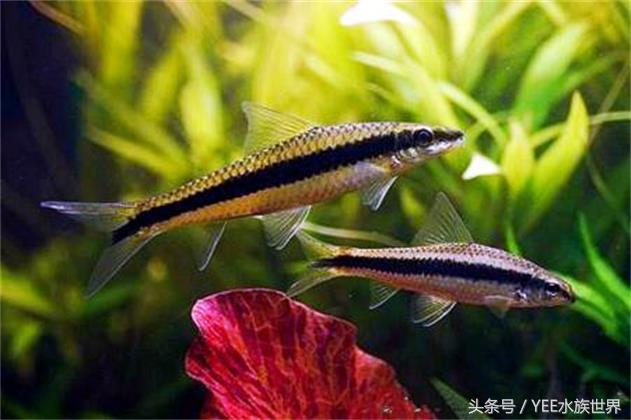 鱼缸除藻最佳方法，鱼缸怎么除藻更好（大大小小的十缸鱼证明了清道夫鱼可以除藻）