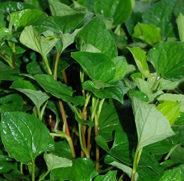 折耳根用什么方法能吃，冬天多吃折耳根