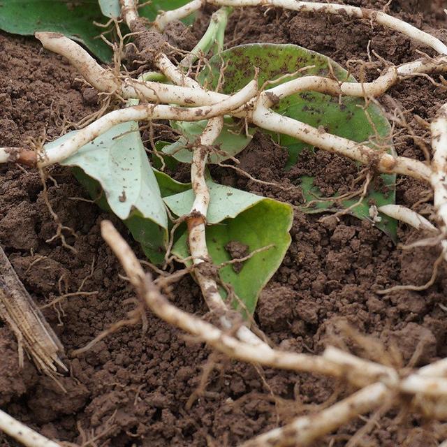 折耳根用什么方法能吃，冬天多吃折耳根