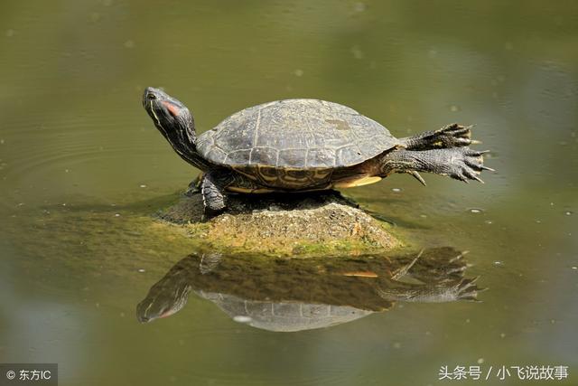 宠物养什么比较好，什么宠物最适合新手养（那么这五个小宠物非常适合你）