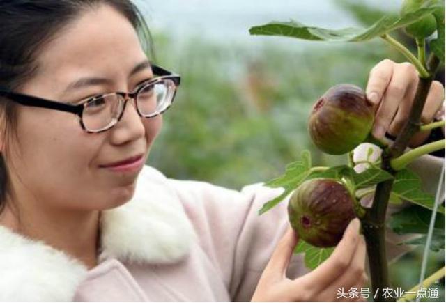 无花果其实是有花的植物，一直被误会没有花