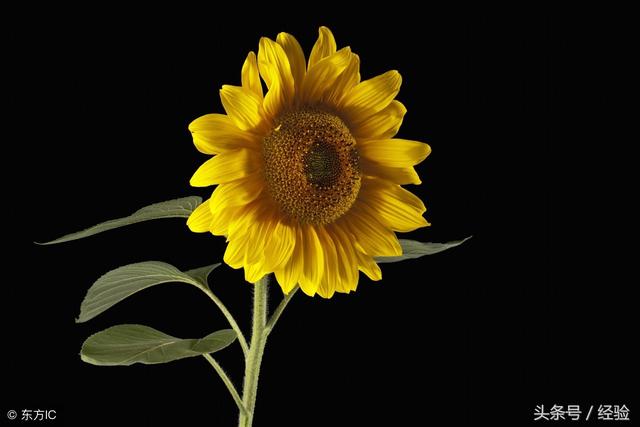 向日葵该怎么种植方法，如何栽培向日葵