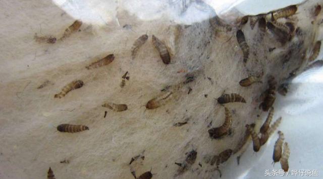 最适合饲养的宠物虫，谜一样的蛋白虫