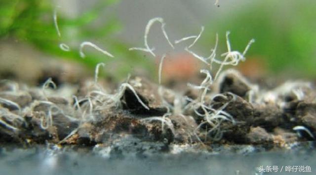 最适合饲养的宠物虫，谜一样的蛋白虫