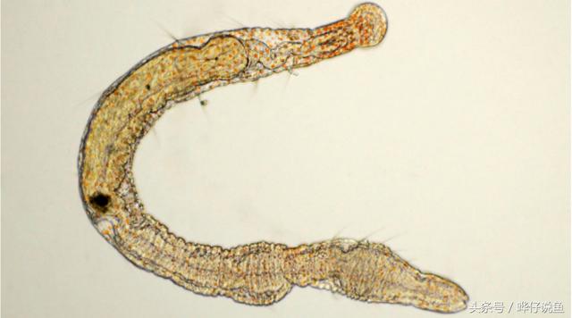 最适合饲养的宠物虫，谜一样的蛋白虫
