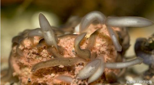 最适合饲养的宠物虫，谜一样的蛋白虫