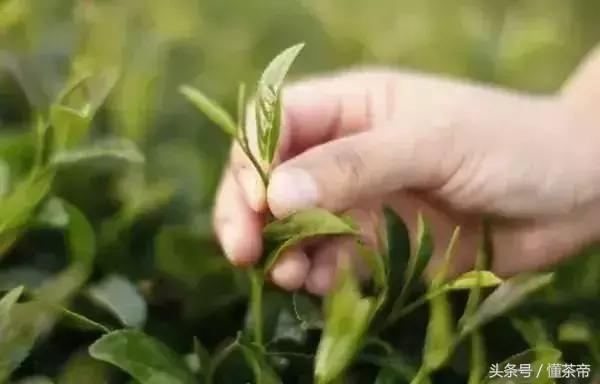 十大顶级冰岛茶排名，这款意为吹牛的茶
