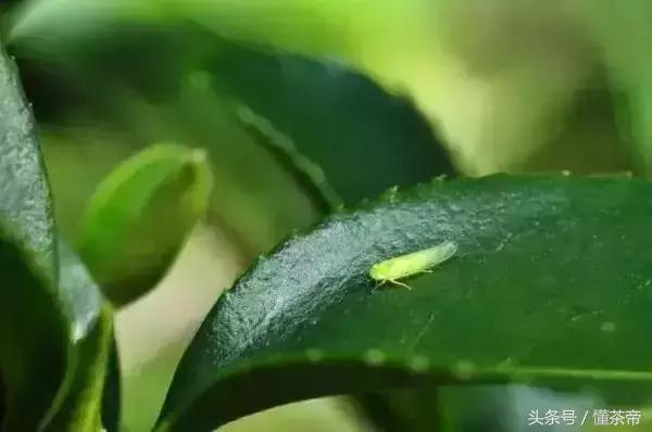 十大顶级冰岛茶排名，这款意为吹牛的茶