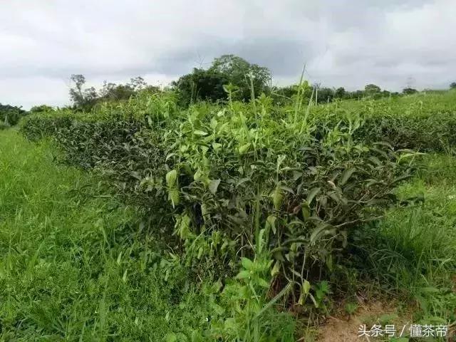 十大顶级冰岛茶排名，这款意为吹牛的茶