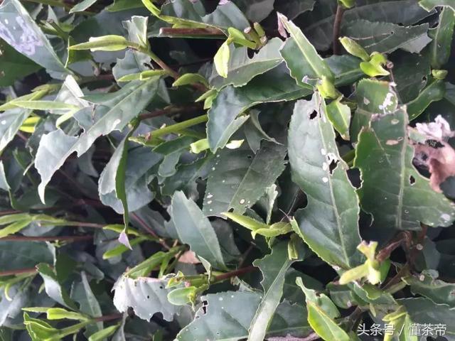 十大顶级冰岛茶排名，这款意为吹牛的茶