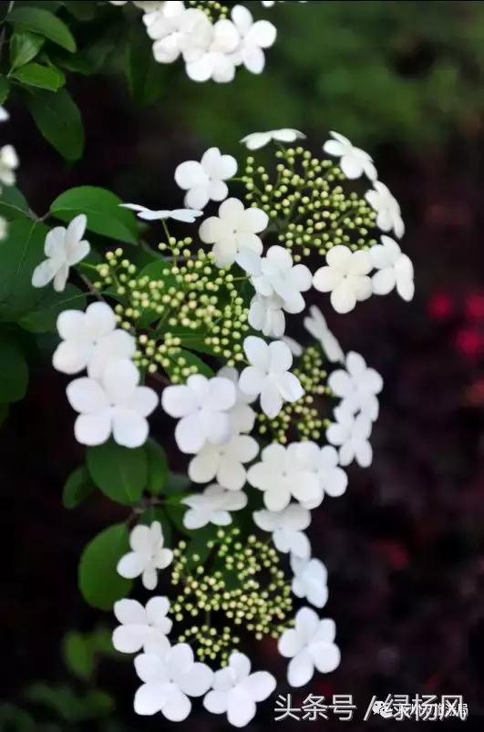 扬州琼花观会开琼花吗，烟花三月，琼花观里观琼花