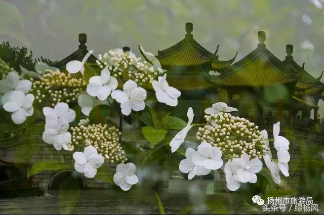 扬州琼花观会开琼花吗，烟花三月，琼花观里观琼花