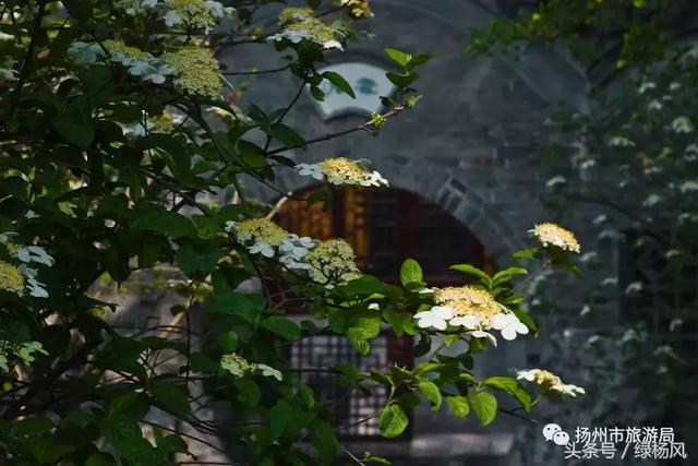 扬州琼花观会开琼花吗，烟花三月，琼花观里观琼花