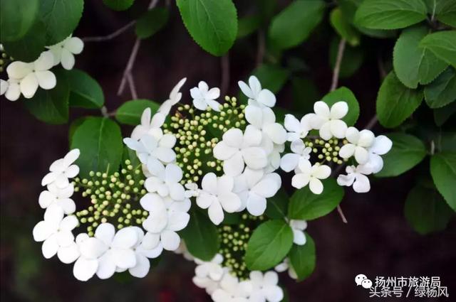 扬州琼花观会开琼花吗，烟花三月，琼花观里观琼花