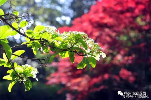 扬州琼花观会开琼花吗，烟花三月，琼花观里观琼花