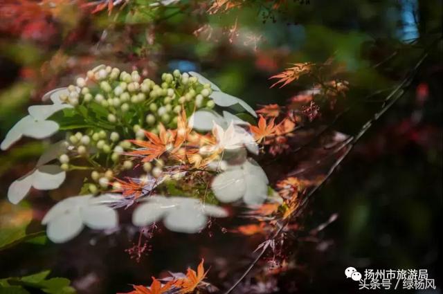 扬州琼花观会开琼花吗，烟花三月，琼花观里观琼花