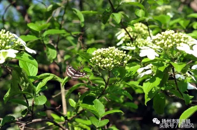 扬州琼花观会开琼花吗，烟花三月，琼花观里观琼花