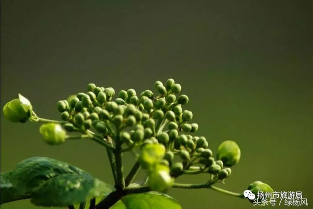 扬州琼花观会开琼花吗，烟花三月，琼花观里观琼花