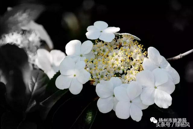 扬州琼花观会开琼花吗，烟花三月，琼花观里观琼花