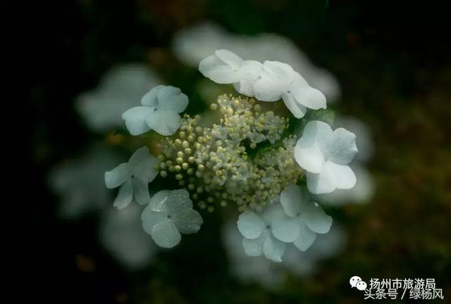 扬州琼花观会开琼花吗，烟花三月，琼花观里观琼花