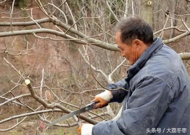 梨树冬季修剪新技术，初果期梨树的修剪—管家冬剪技术梨树篇