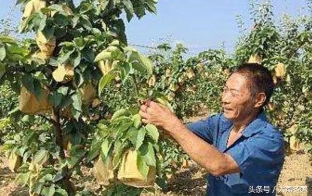 梨树冬季修剪新技术，初果期梨树的修剪—管家冬剪技术梨树篇