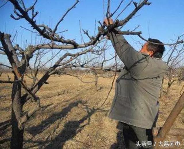 梨树冬季修剪新技术，初果期梨树的修剪—管家冬剪技术梨树篇