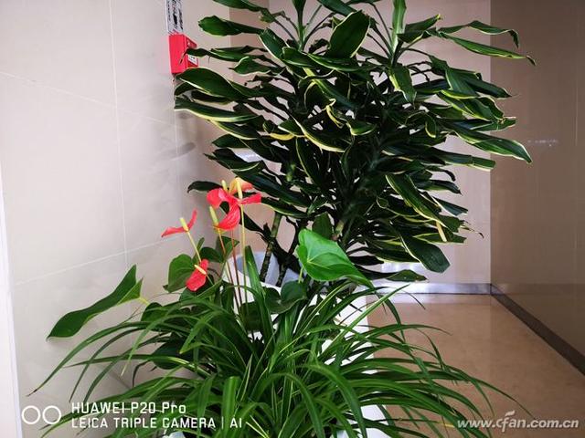 华为p20pro参数和性能，4000万徕卡三摄来袭