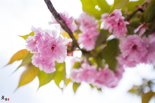 湖南阿凡达旅游攻略，阿凡达的张家界