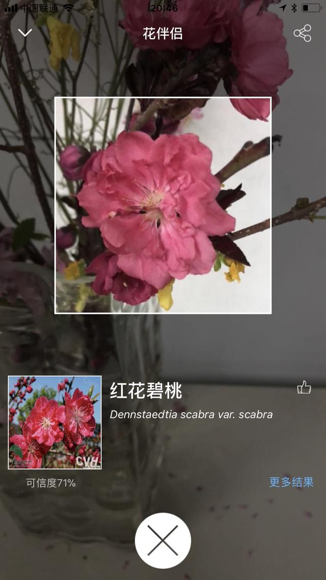 干枝假花教程简单，给你一把识花神器