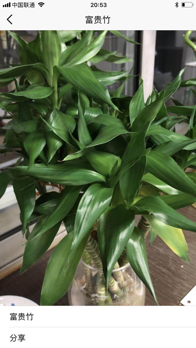 干枝假花教程简单，给你一把识花神器