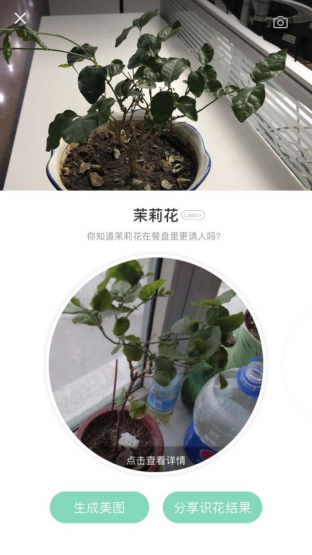 干枝假花教程简单，给你一把识花神器