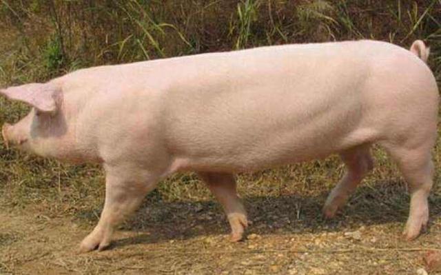 猪品种有哪些特征，猪的品种与特点