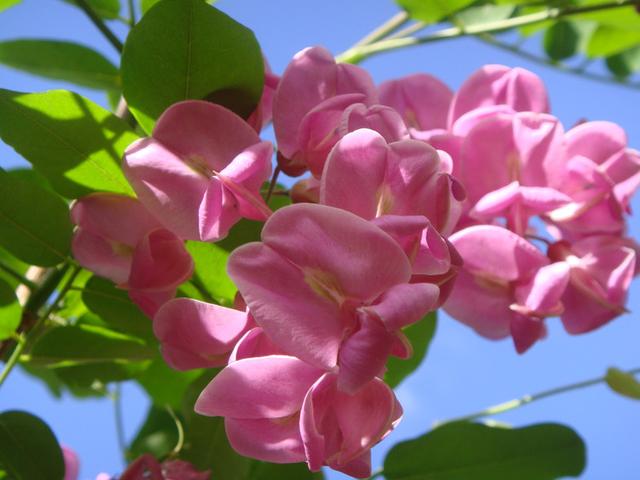 洋槐花吃多了有什么危害，吃槐花对身体有什么好处（槐花吃多了对身体有害吗）