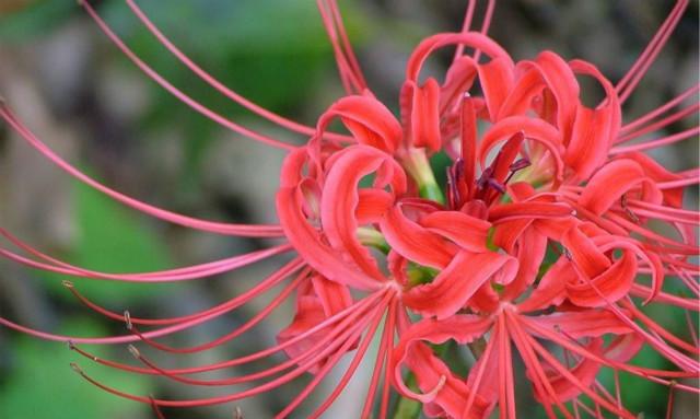 红色彼岸花和蓝色彼岸花谁更珍贵，<蔓妙游蓠>#曼华珠沙#花语
