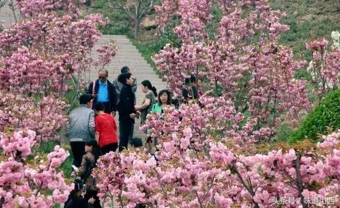 玉泉山樱花节午饭在哪里吃合适，2021-04-15