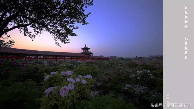 牡丹诗词300首，牡丹花诗词唐诗三百首