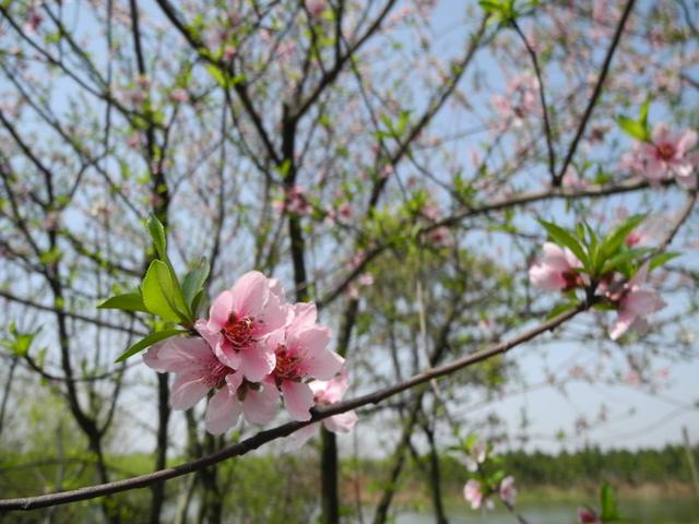 大林寺桃花白居易，白居易的大林寺桃花全诗