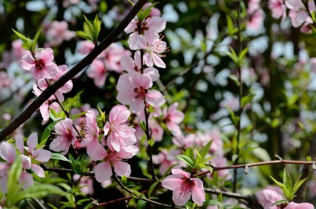 大林寺桃花白居易，白居易的大林寺桃花全诗