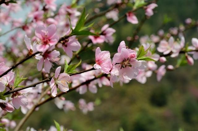 大林寺桃花白居易，白居易的大林寺桃花全诗