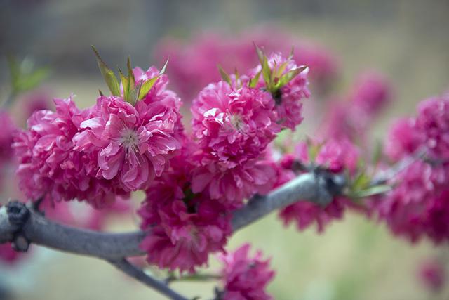 大林寺桃花白居易，白居易的大林寺桃花全诗