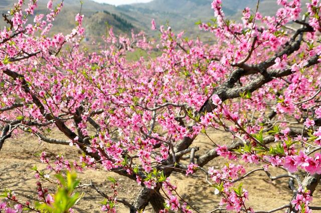 大林寺桃花白居易，白居易的大林寺桃花全诗