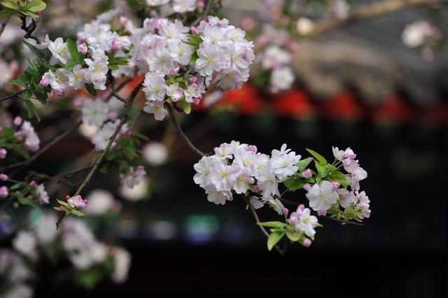大林寺桃花白居易，白居易的大林寺桃花全诗