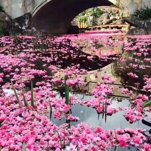 大林寺桃花白居易，白居易的大林寺桃花全诗
