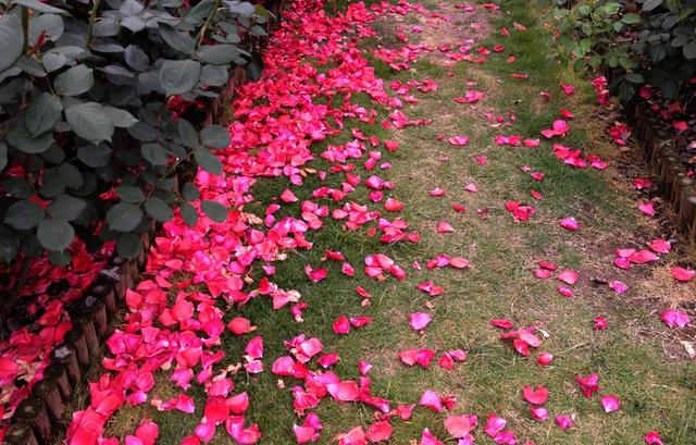 大林寺桃花白居易，白居易的大林寺桃花全诗